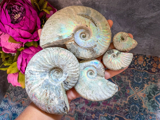 Rainbow Ammonite Fossil - Small